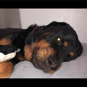 Meet your Posher, Brendan